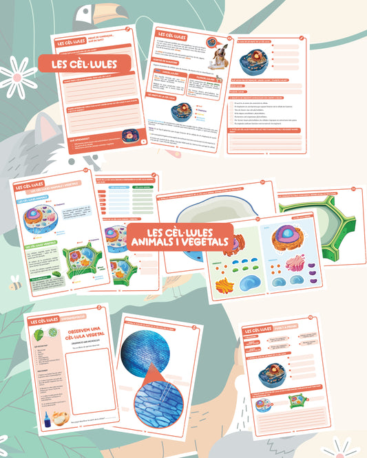 Funcions i organització dels éssers vius