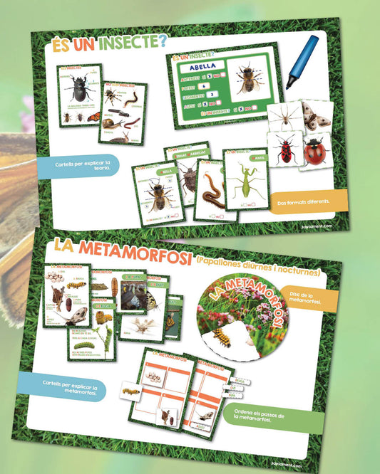 Els insectes