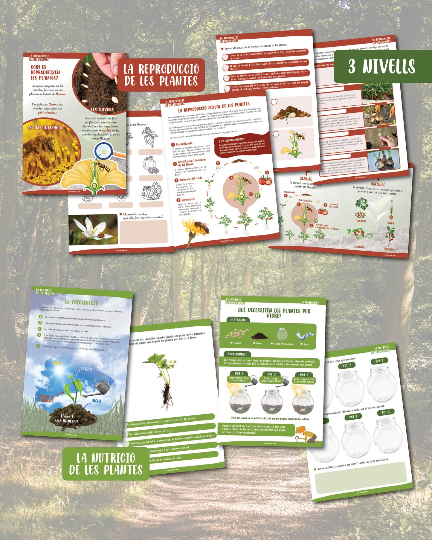 Les plantes: multinivell