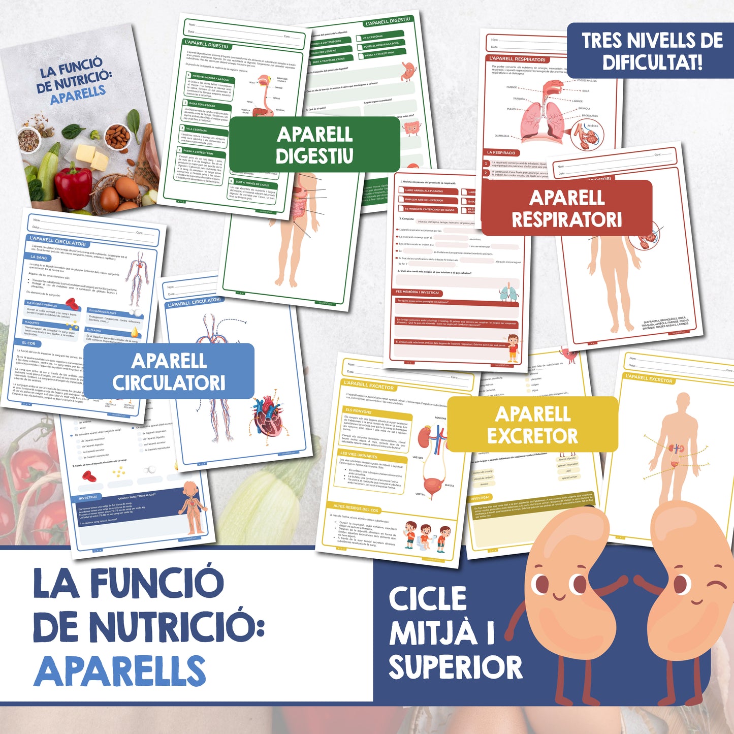 La funció de nutrició: aparells