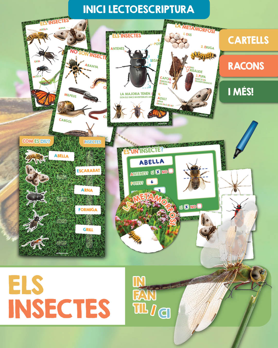 Els insectes