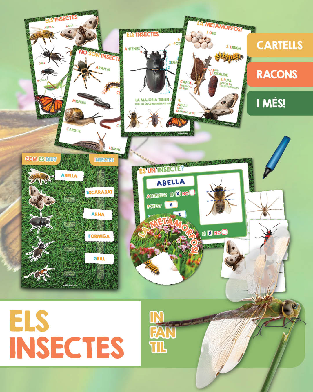 Els insectes
