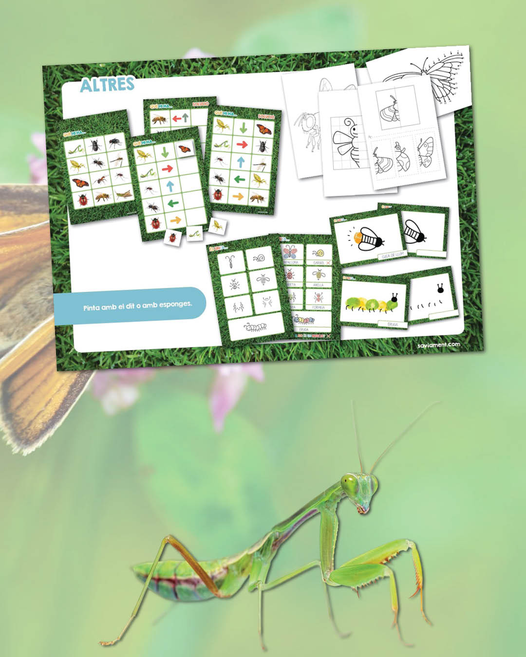 Els insectes